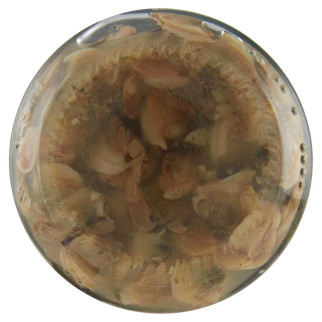 Delicius Vongole al Naturale in Acqua e Sale - Vasetto da 130g