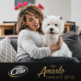 Cibo per Cani Umido Manzo Patate e Carote - 14 Vaschette 150g Cesar