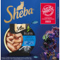 Immagine 5 - Sheba Filets Pollo con Tonno da Pesca Sostenibile Cibo per Gatti - Vaschetta da 60g