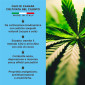 Immagine 2 - Primitiva Olio CBD 10% Estratto di Canapa Naturale ad Ampio Spettro Antinfiammatorio e Analgesico Multiuso - Flacone da 10ml
