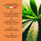 Immagine 2 - Primitiva Olio CBD 30% Estratto di Canapa Naturale ad Ampio Spettro Antinfiammatorio e Analgesico Multiuso - Flacone da 10ml