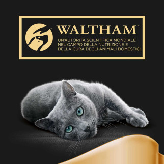 Sheba Delicatezze in Gelatina con Pollo Cibo per Gatti 22x 85g