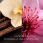 Air Wick Botanica Diffusore Elettrico con Ricarica Vaniglia e Magnolia dell'Himalaya