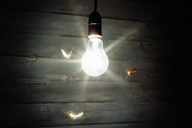 luce delle lampadine attira gli insetti