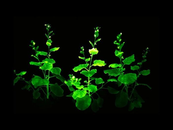 bioluminescenza-piante
