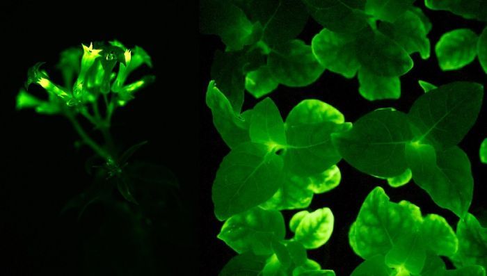 piante-bioluminescenti