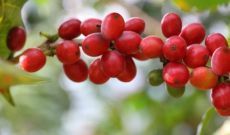 Come nasce una pianta di caffè?
