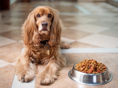4 consigli per scegliere il miglior cibo per cani