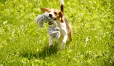 Giochi del cane: ecco i metodi per una pulizia sicura e garantita