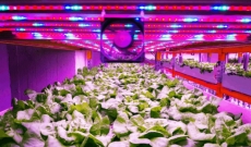 Vertical farm, l’agricoltura sostenibile del futuro