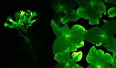 Piante bioluminescenti come in Avatar per l'illuminazione del futuro?