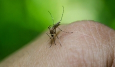 Perché le zanzare pungono proprio te?